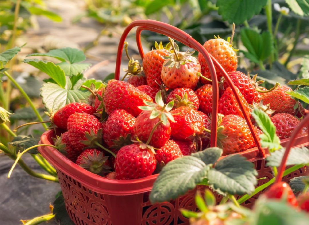 2021年温州平阳冬季草莓、柚子、橘橙采摘好去处推荐