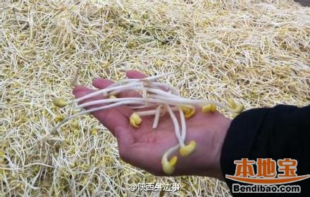 陕西出新规打击毒豆芽 6月1日起进行备案管理