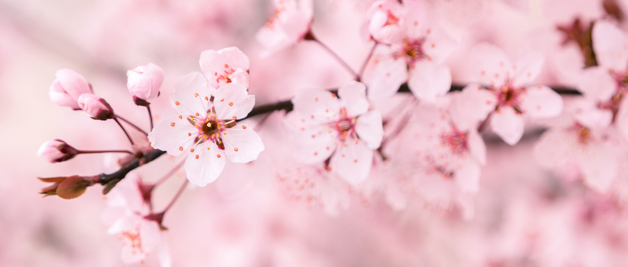 西安赏樱花好去处（附攻略）