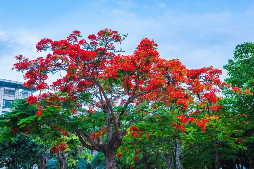 厦门凤凰花开花时间及观赏地点一览