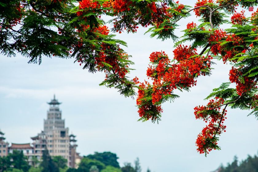 厦门6月赏花攻略（时间+地点）