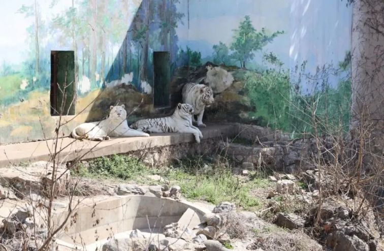 2020徐州动物园于3月27日恢复开放