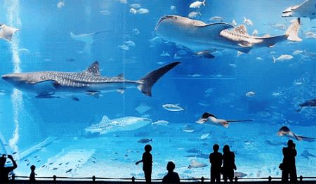 烟台海昌鲸鲨海洋公园万圣节活动详情