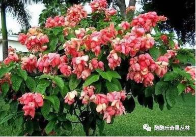 2017中山酷酷乐齐果丛林首届南美洲国花展亮