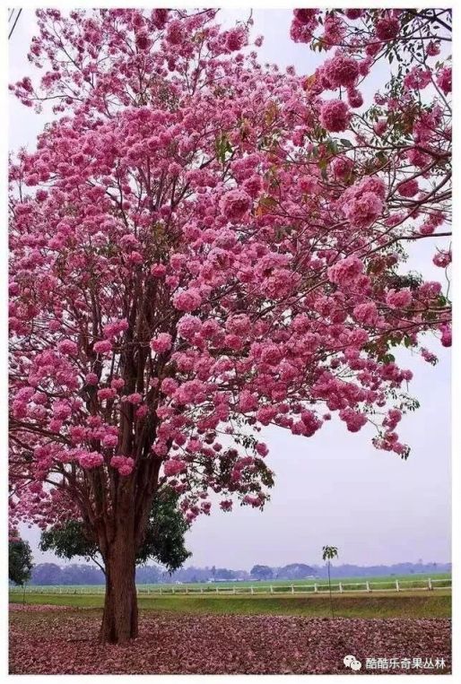 2017中山酷酷乐齐果丛林首届南美洲国花展亮