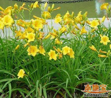 郑州节日 母亲节 > 2015母亲节送什么花最好       国际上献给母亲的