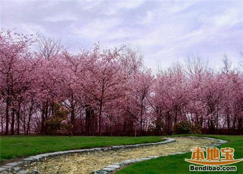 郑大樱花节赏花攻略(时间 交通 郑州本地宝