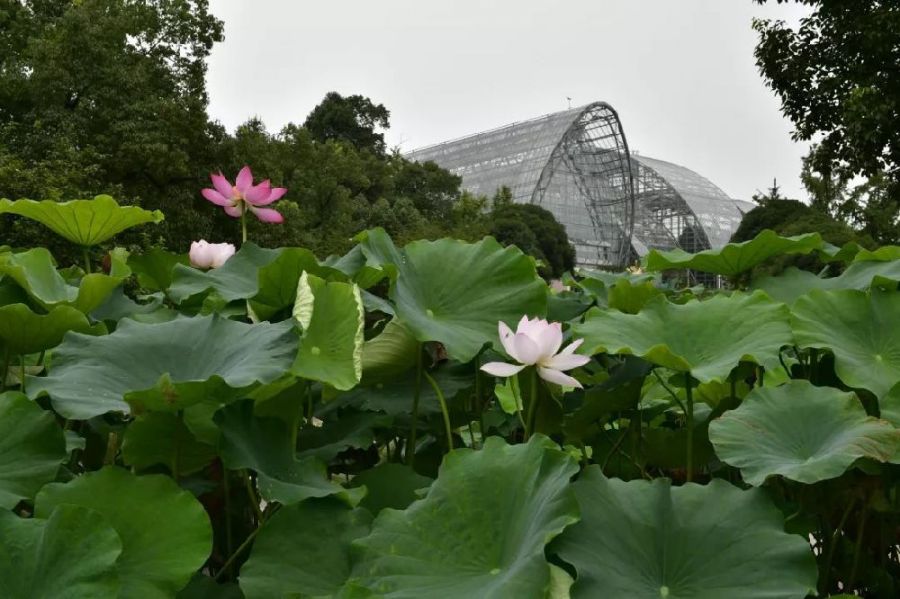 2021重庆南山植物园荷花观赏攻略(花期 门票 路线)