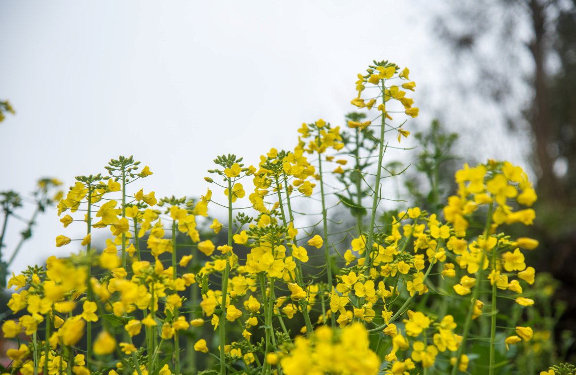 2022年南川三秀油菜花图片