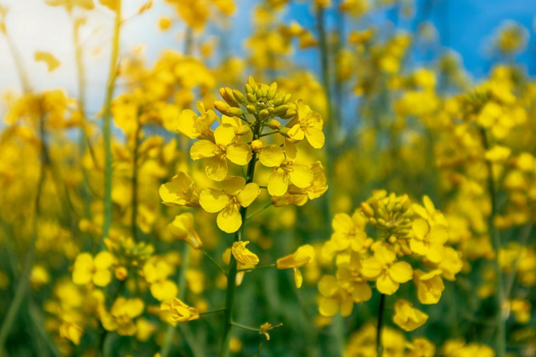 石盘村油菜花图片