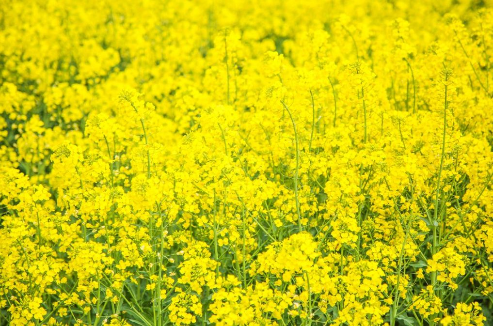 铜梁油菜花图片