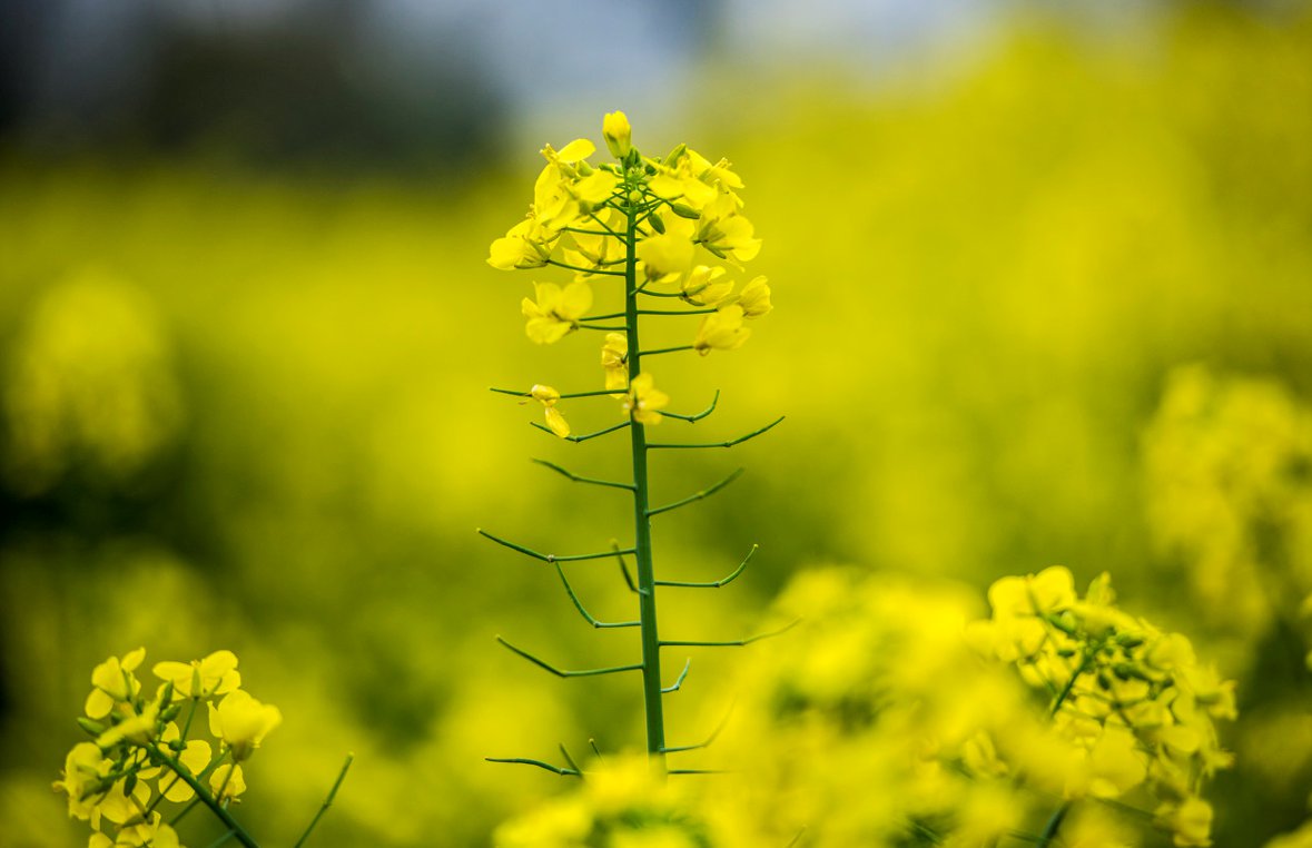 重庆大渡口油菜花图片