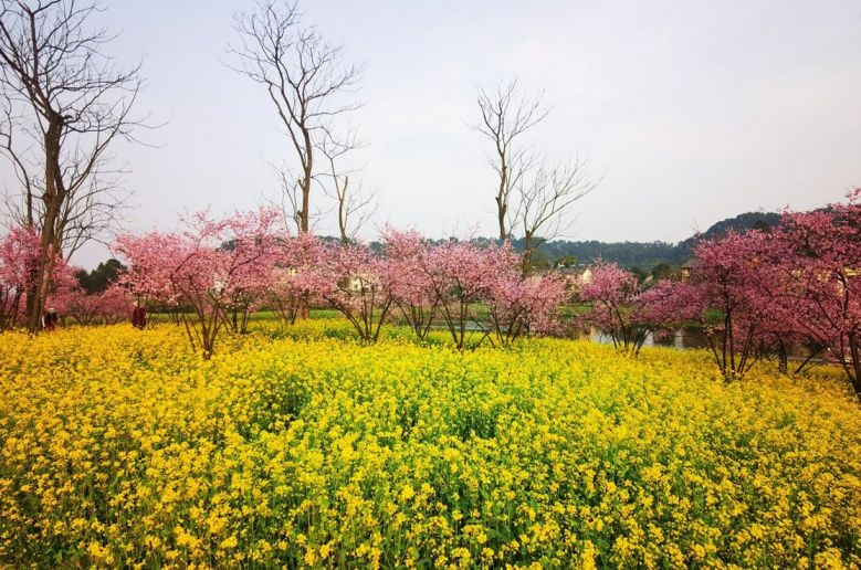 重慶春遊賞花好去處推薦第③頁