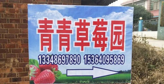 长沙河西哪里有摘草莓的地方