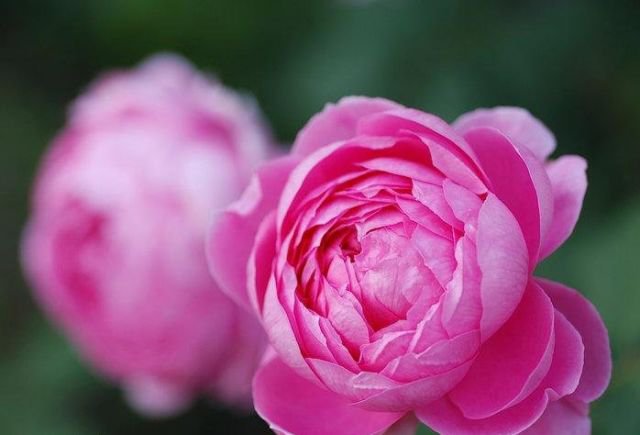 长沙花田厝鲜花艺术小镇万株月季盛开