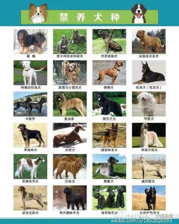 禁养犬种类图片