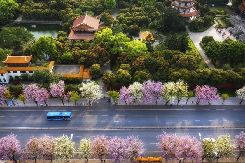 福州赏羊蹄甲指南(地点 简介)