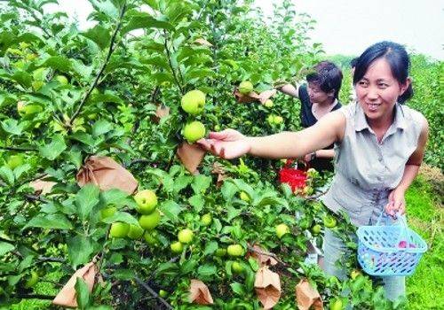 哈爾濱採摘園推薦——阿城紅星綠色採摘園