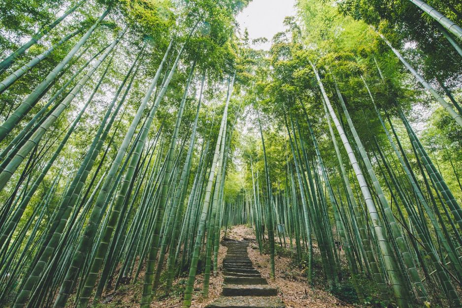中国大竹海,《卧虎藏龙》和《像雾像雨又像风》的拍摄基地.