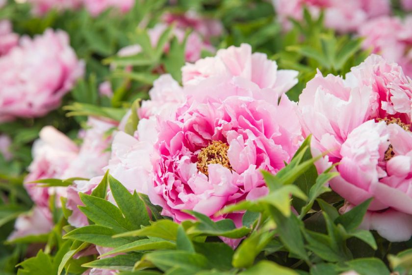 2020杭州西溪花朝節賞花指南(4月1日-4月7日)