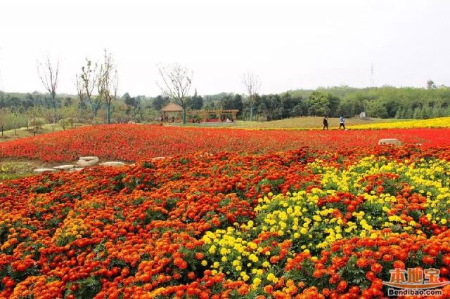 南京楚韵花香秋季赏花游玩攻略(地址 怎么去 门票)