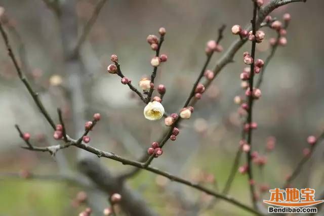 梅花有几种颜色?赏梅要了解的梅花品种大全