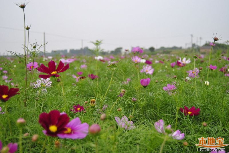 南京江宁格桑花花期 线路 地址