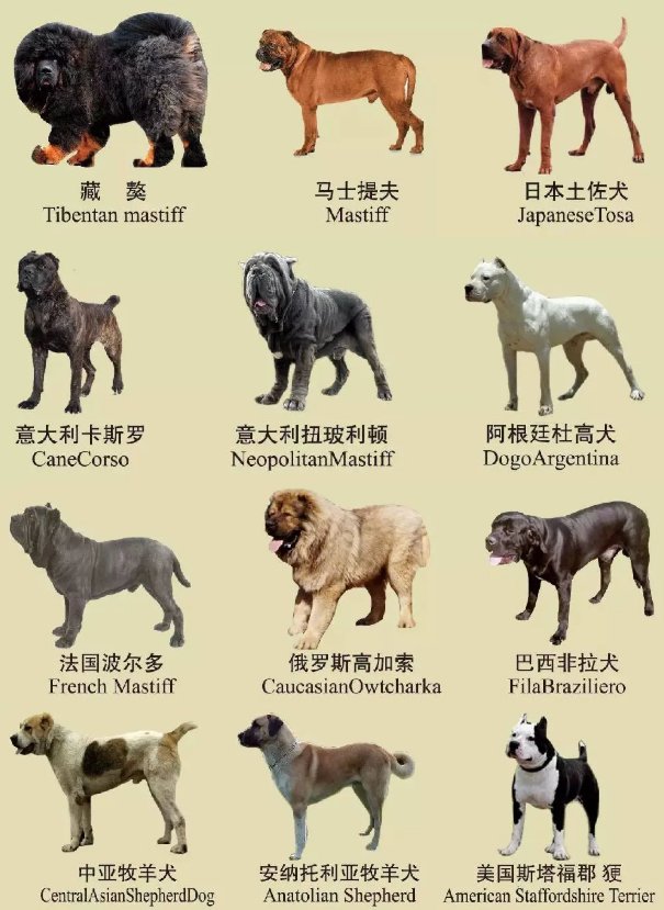 南京禁養犬名單一覽