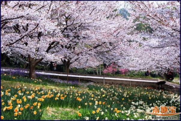 蘇州賞花景點介紹