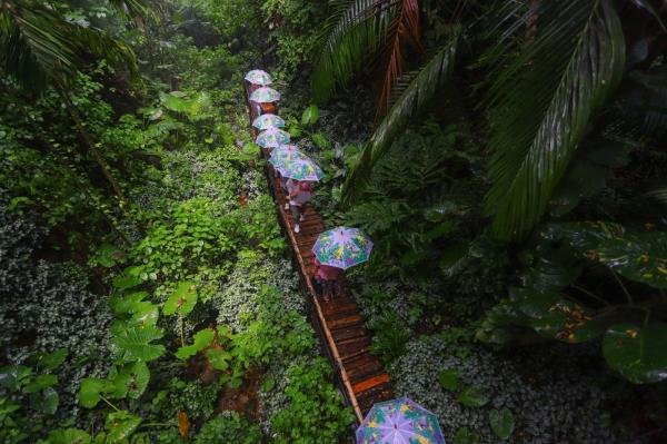 直接購買青青世界景區門票進去以後,就可以免費遊玩熱帶雨林.