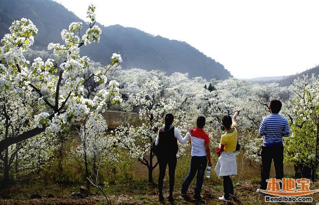 4月中下旬,花期20天左右,4月下旬到5月上旬都是赏梨花的好时节