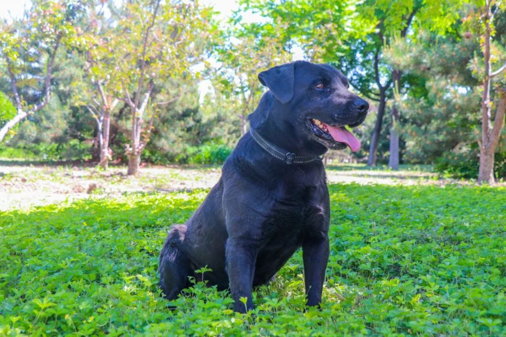 2026天津退役军犬可领养犬信息及报名方式