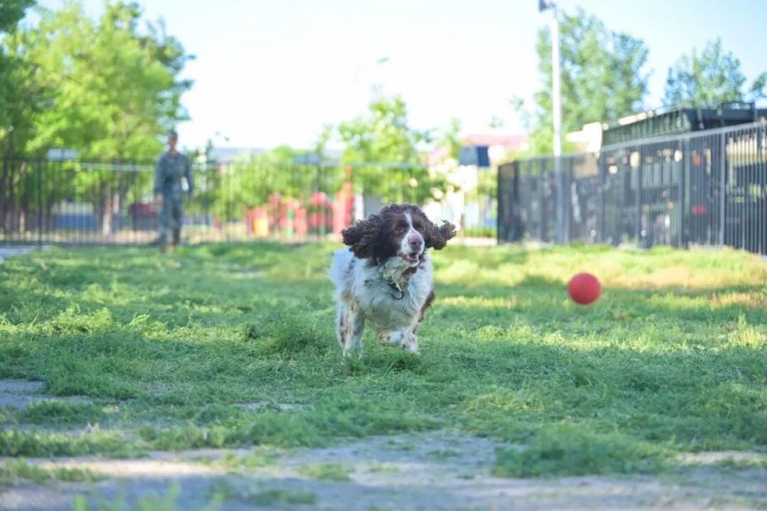 2026天津退役军犬可领养犬信息及报名方式