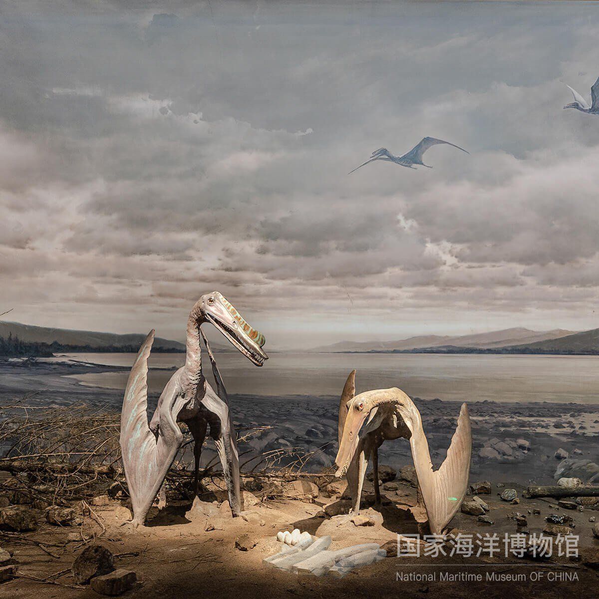2005年在新疆哈密发现了一处新的白垩纪翼龙动物群,后来被命名为"天山