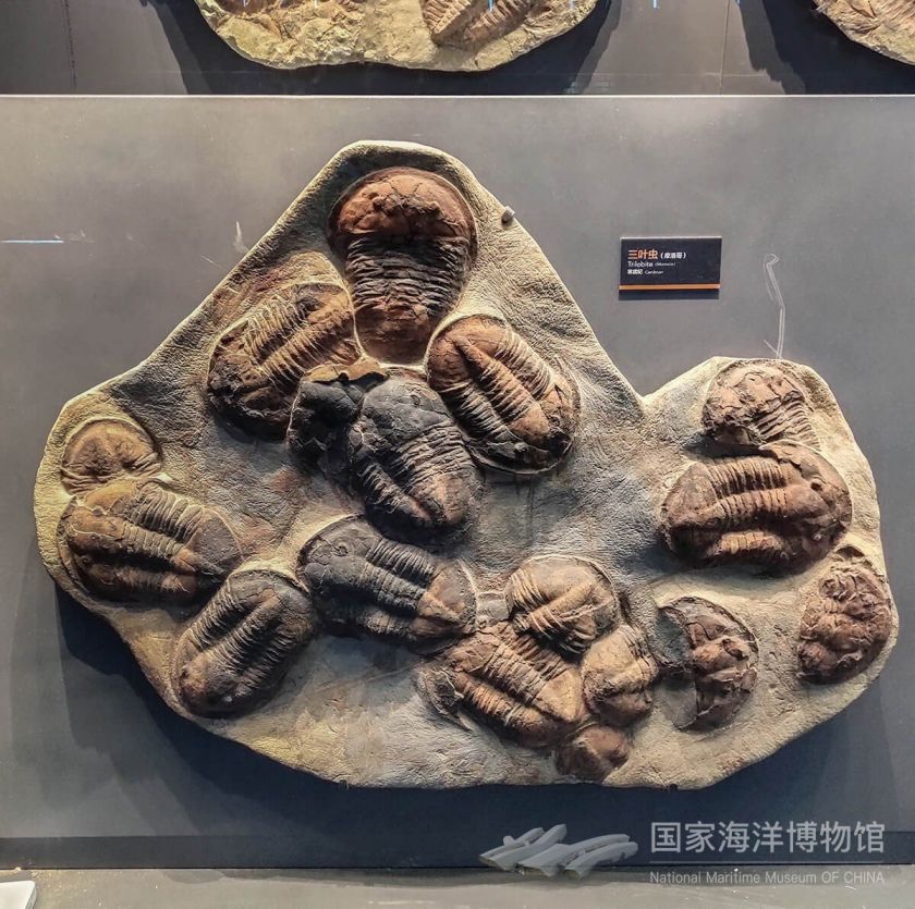 國家海洋博物館遠古海洋展廳遊玩亮點