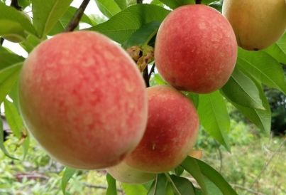 天津水果采摘时间表地点价格交通路线