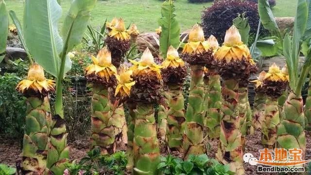 深圳仙湖植物园地涌金莲盛开 快来看一看这佛教圣花