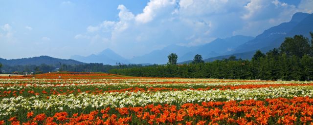 合肥花海景点在哪里