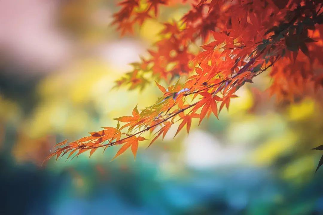 天津赏枫叶最好的地方