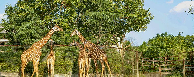 武漢動物園門票價格及優惠類別標準一,成人票:每人20元(rmb)二,優惠票