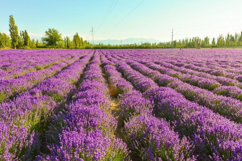 2021霍城县薰衣草节活动内容汇总 2021霍城县薰衣草节活动内容汇总