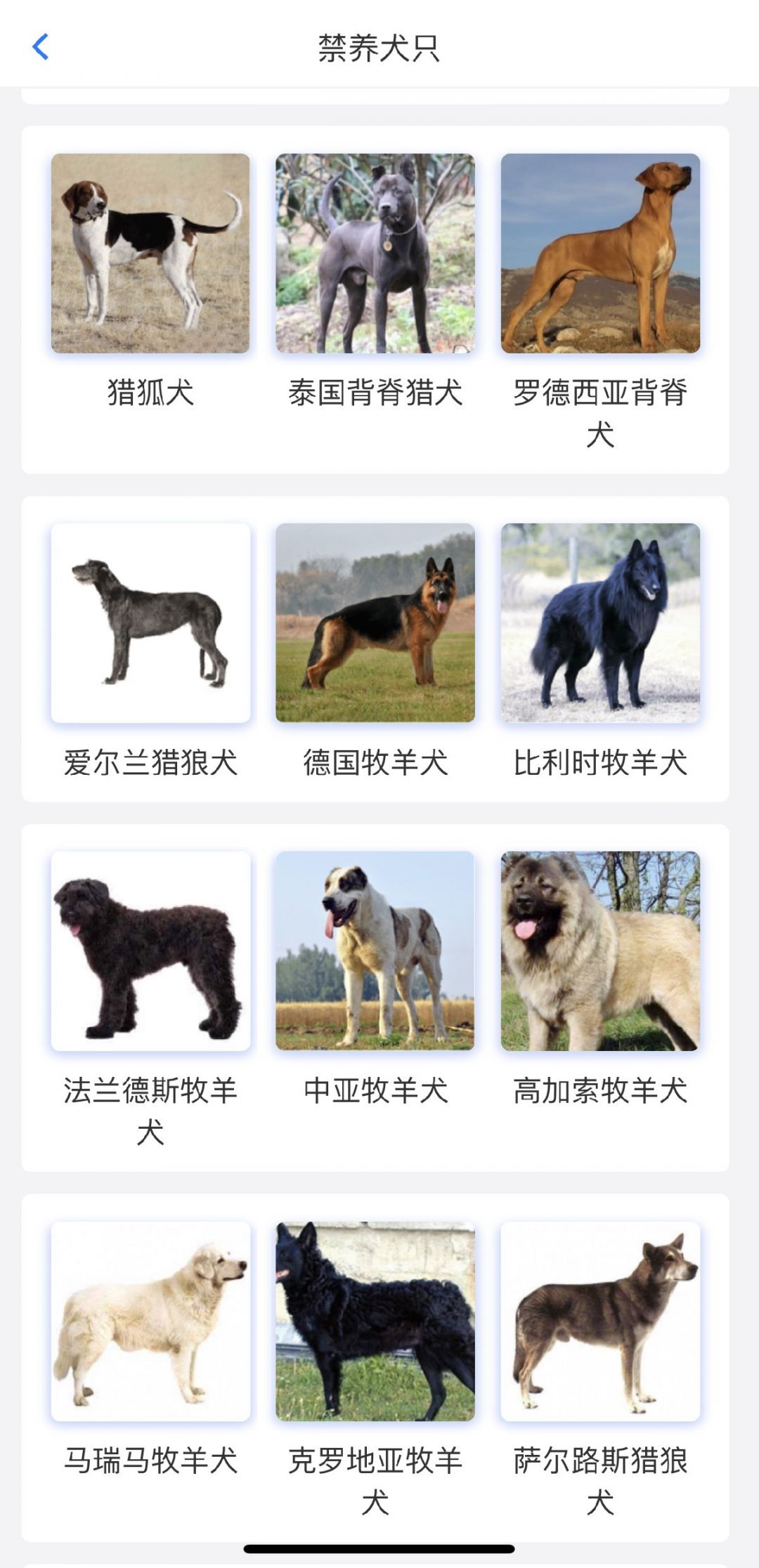 烈性犬名单图图片