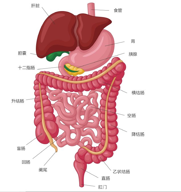 乙状结肠解剖位置图片图片