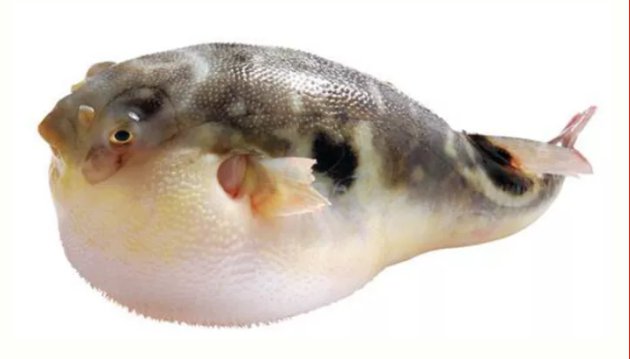 温州龙港市河豚鱼及其产品食品安全消费警示