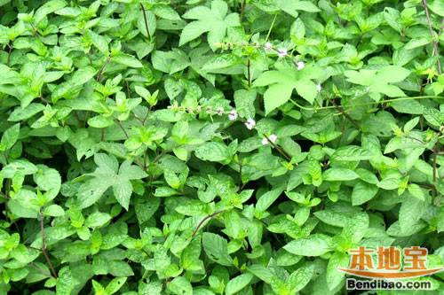 常见野菜种类吃法大全 让您尽享野菜美味