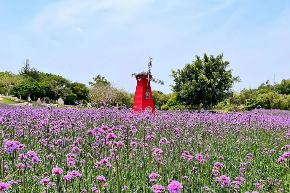 厦门翔安香山马鞭草赏花指南(时间 地点 交通)