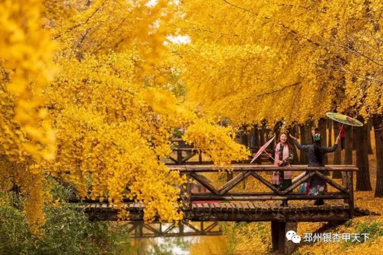 徐州旅遊 徐州主題遊 徐州賞花 > 邳州銀杏時光隧道圖片 手機