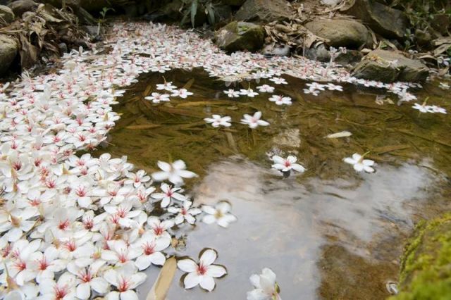 中山哪裡能看油桐花